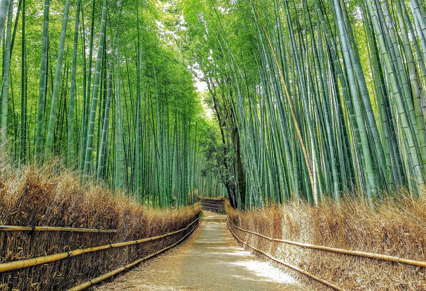 嵐山の竹林の小径