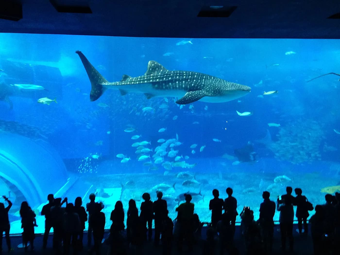 沖縄美ら海水族館の「黒潮の海」の大水槽を泳ぐジンベエザメと、水槽の前に立つ人のシルエット