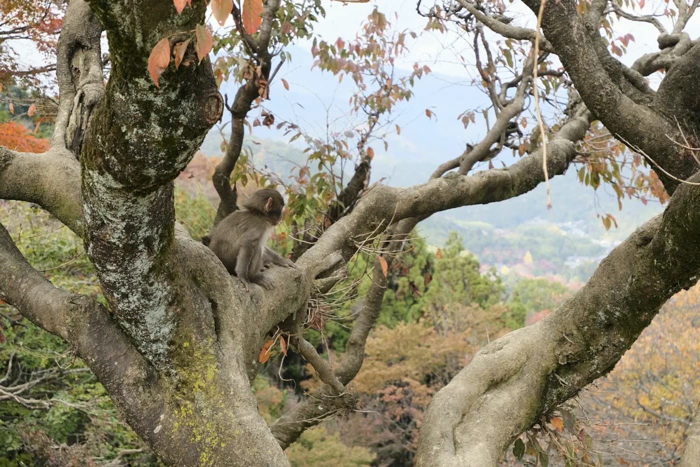 嵐山の岩田山で、京都の街を見下ろす木の上のニホンザル